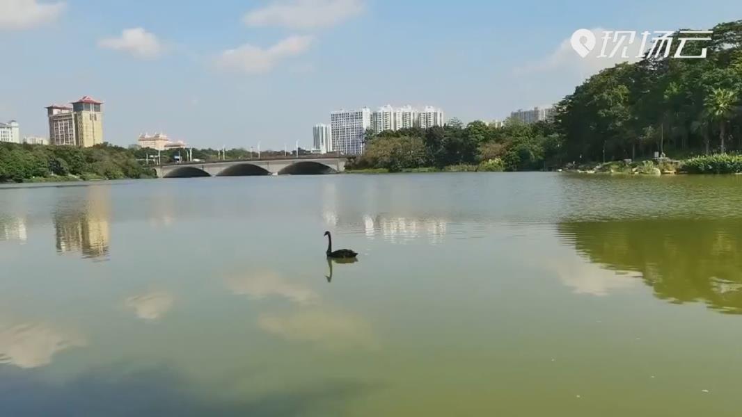 南宁水清岸绿相思湖引来稀客