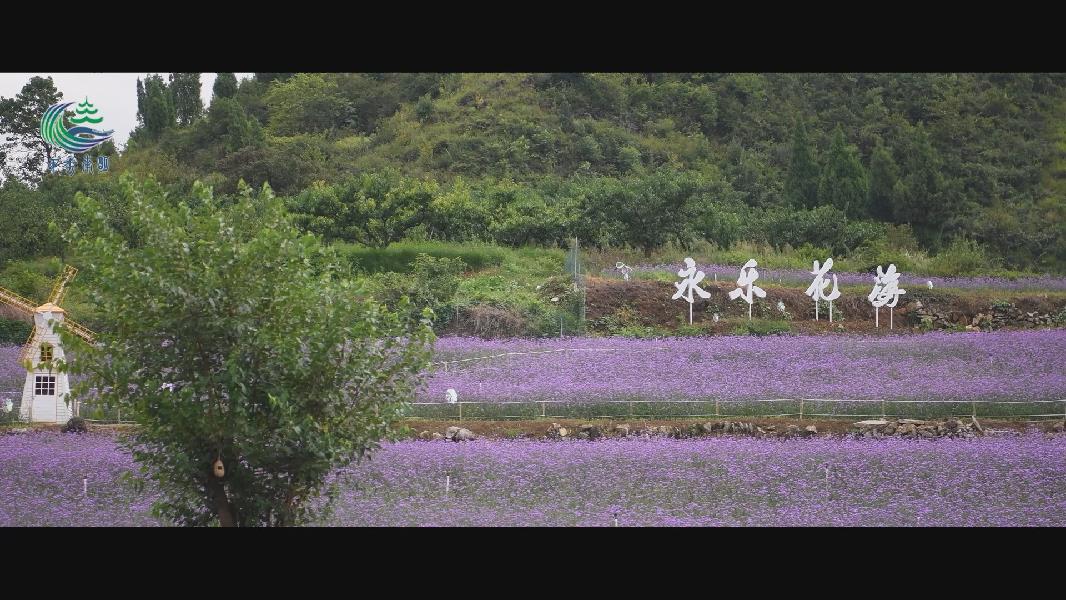 紫色 缭绕 永乐这片紫色花海邀您来赏 新华网