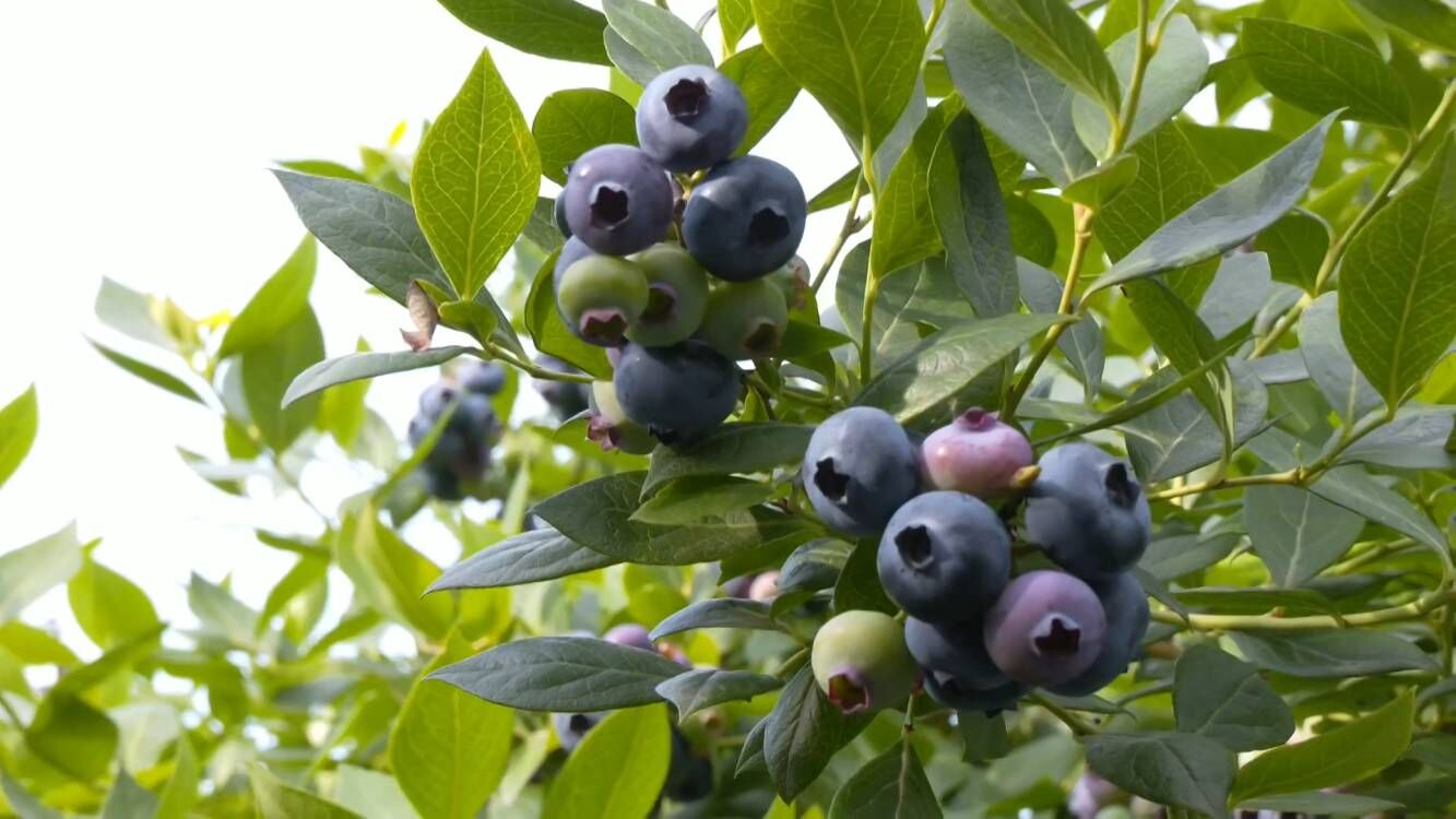 安徽怀宁蓝莓飘香采摘忙