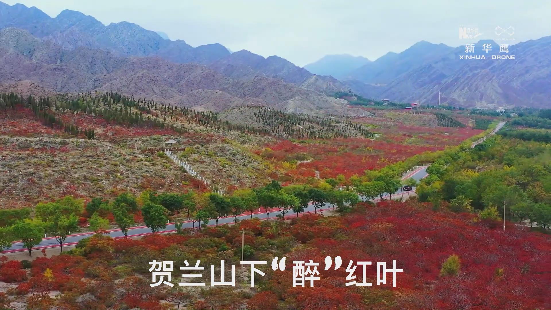 航拍宁夏 贺兰山下 醉 红叶 新华网 航拍宁夏 贺兰山下 醉 红叶 新华网