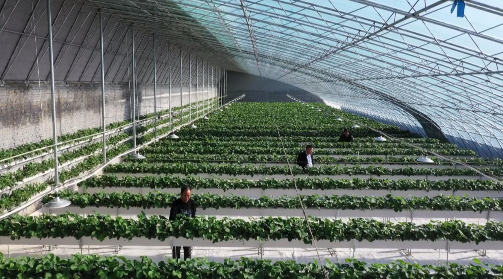 温室大棚暖意浓设施农业促增收