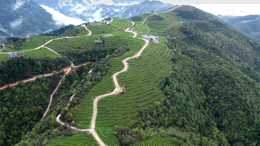 最是一年春好处丨梯田茶园好春光茶旅融合走新路
