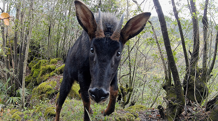 "四不像"中华鬣羚现身湖北竹山堵河源-新华网