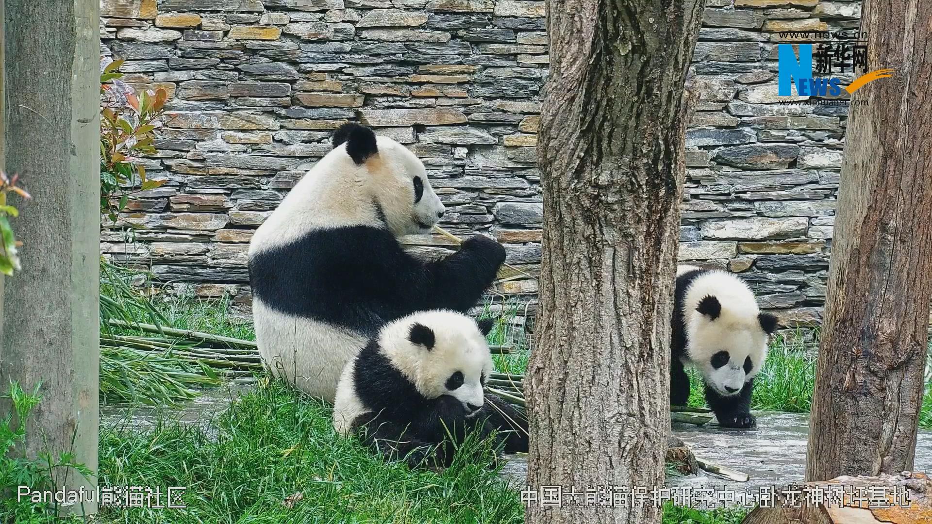 大自然的構圖大熊貓母子同框