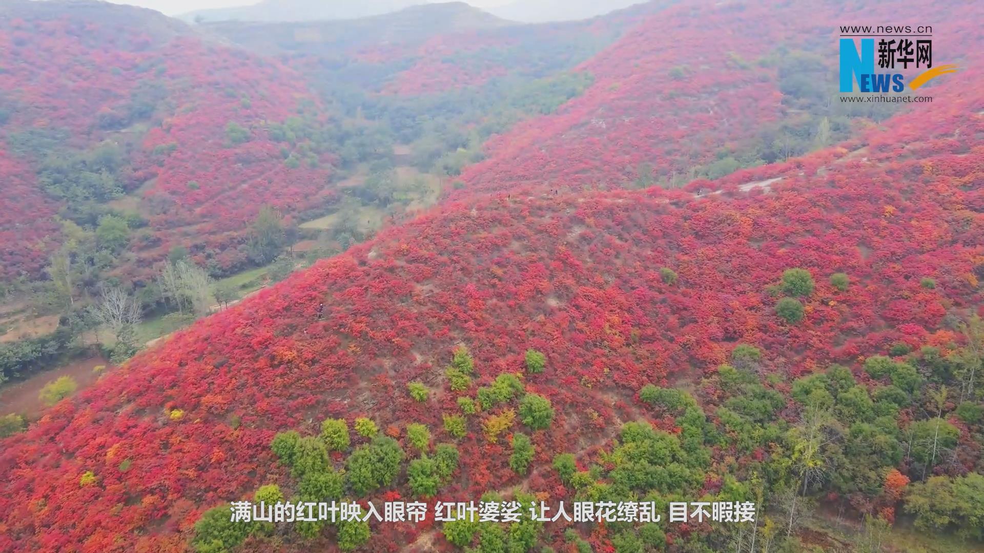 河南禹州 满山红叶醉游人 新华网 河南禹州 满山红叶醉游人 新华网