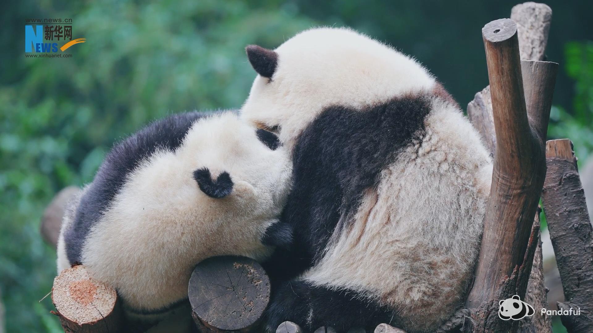 熊猫社区|和花和叶的嬉戏日常-新华网