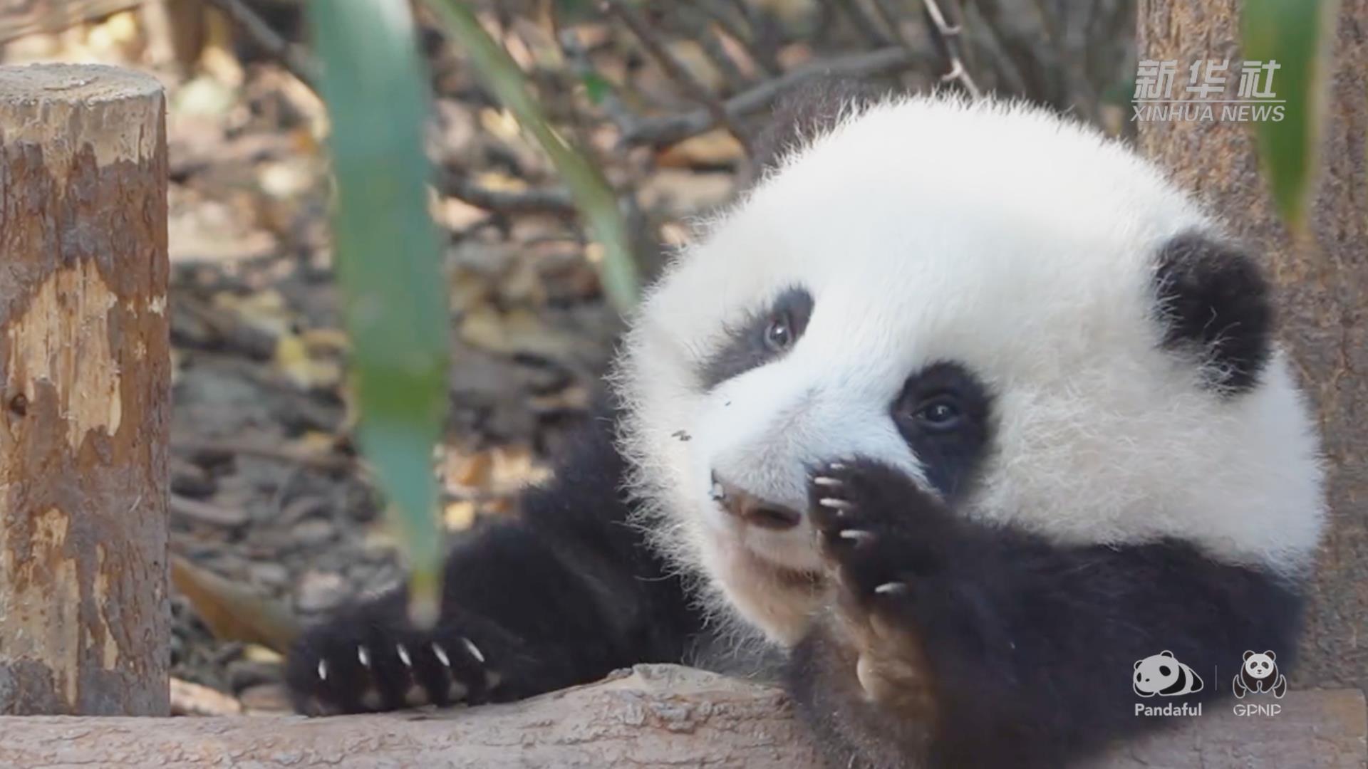 请注意前方有滚滚发起近距离歪头杀
