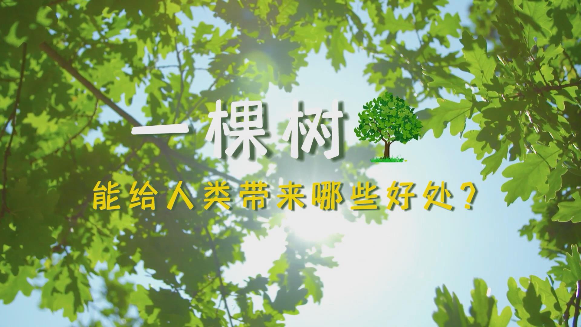 一棵树能给人类带来哪些好处