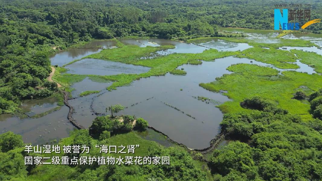 湿地里的 护花使者 守护水菜花守住生态美 Cop15新闻中心