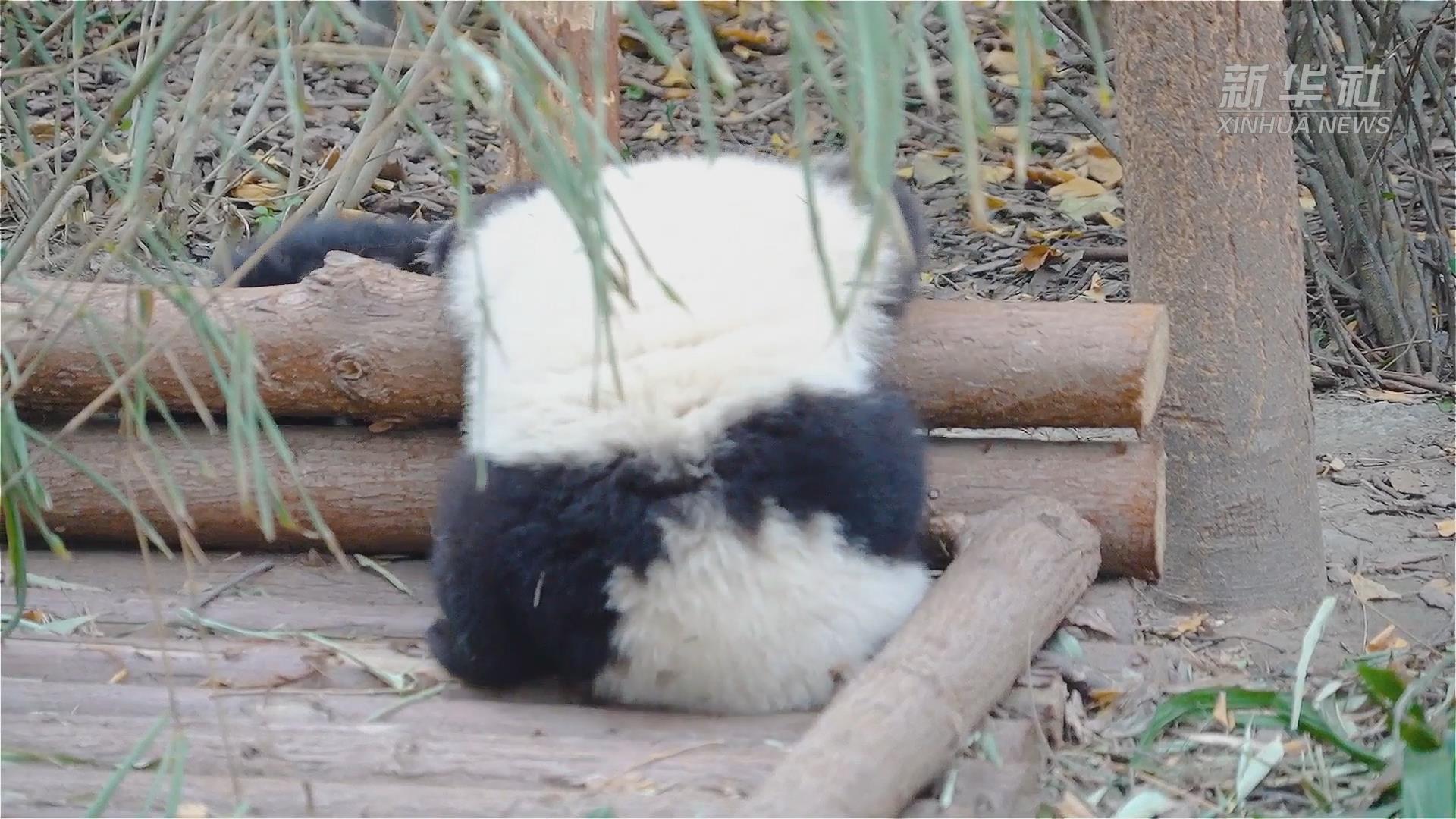 翻滚的花花大熊猫和花萌态可掬