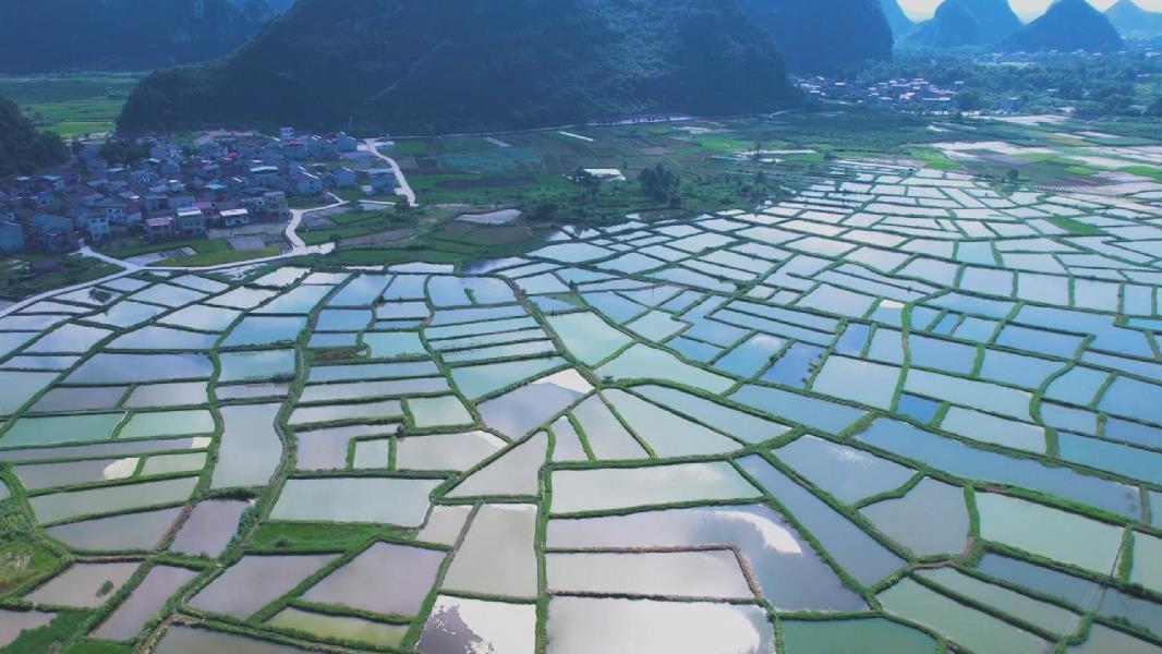 春风又到玻璃田水田如镜景如画