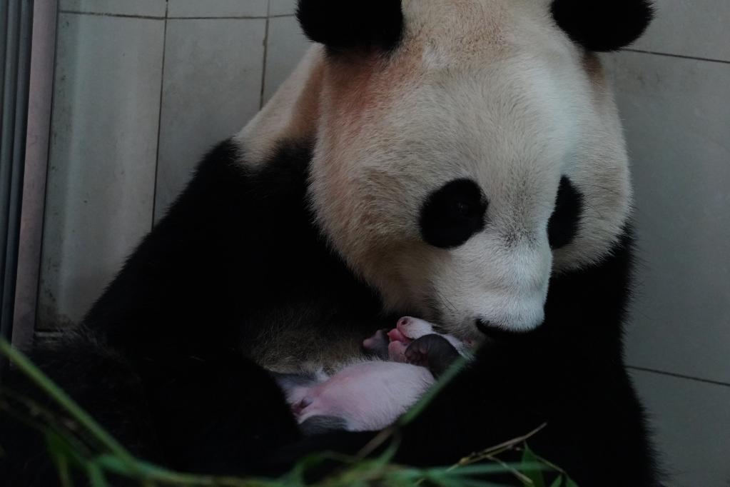 拿什么拯救你！濒危动物丨大熊猫：中国特有的活化石-新华网