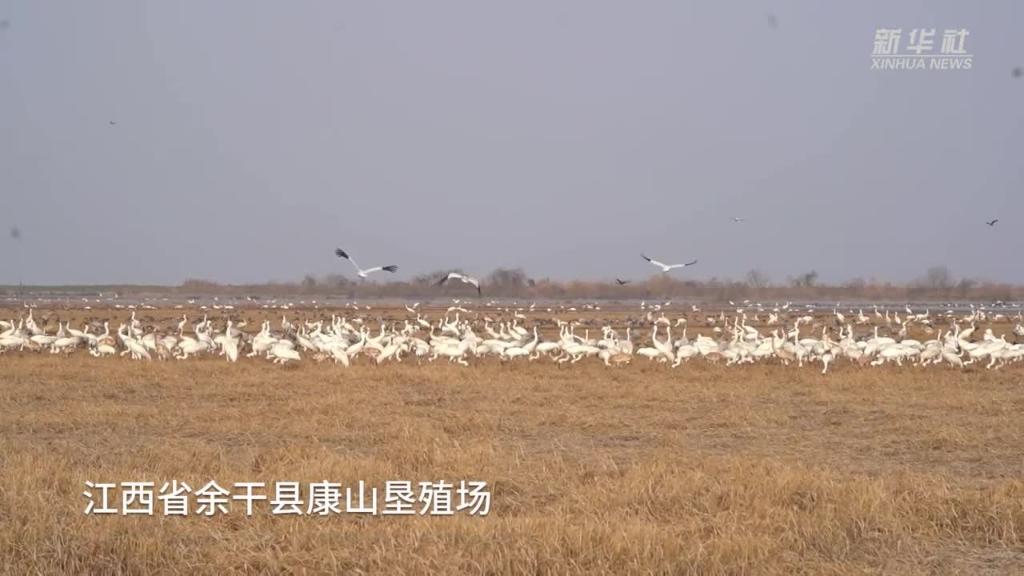 鄱阳湖畔的“候鸟食堂”-新华网