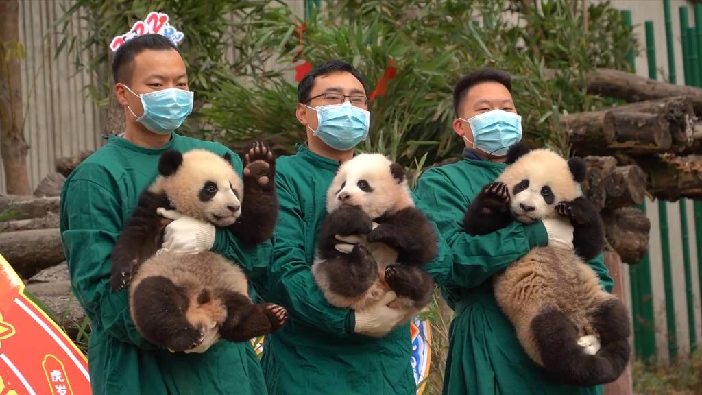 中国大熊猫保护研究中心:20只熊猫宝宝集体亮相贺新春