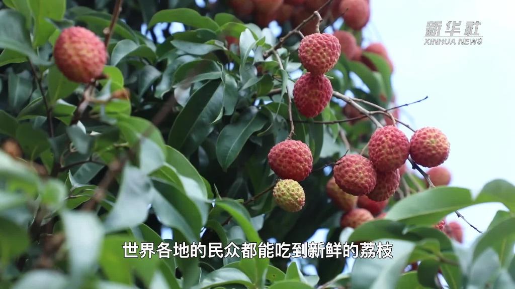 拥有一棵荔枝树,是怎样的体验?-新华网